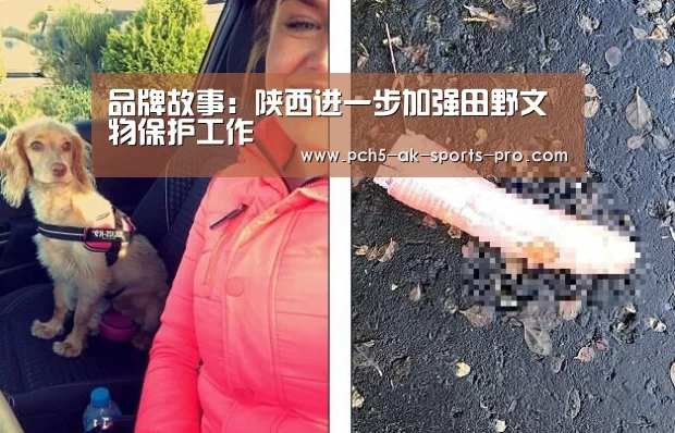  体育数据平台